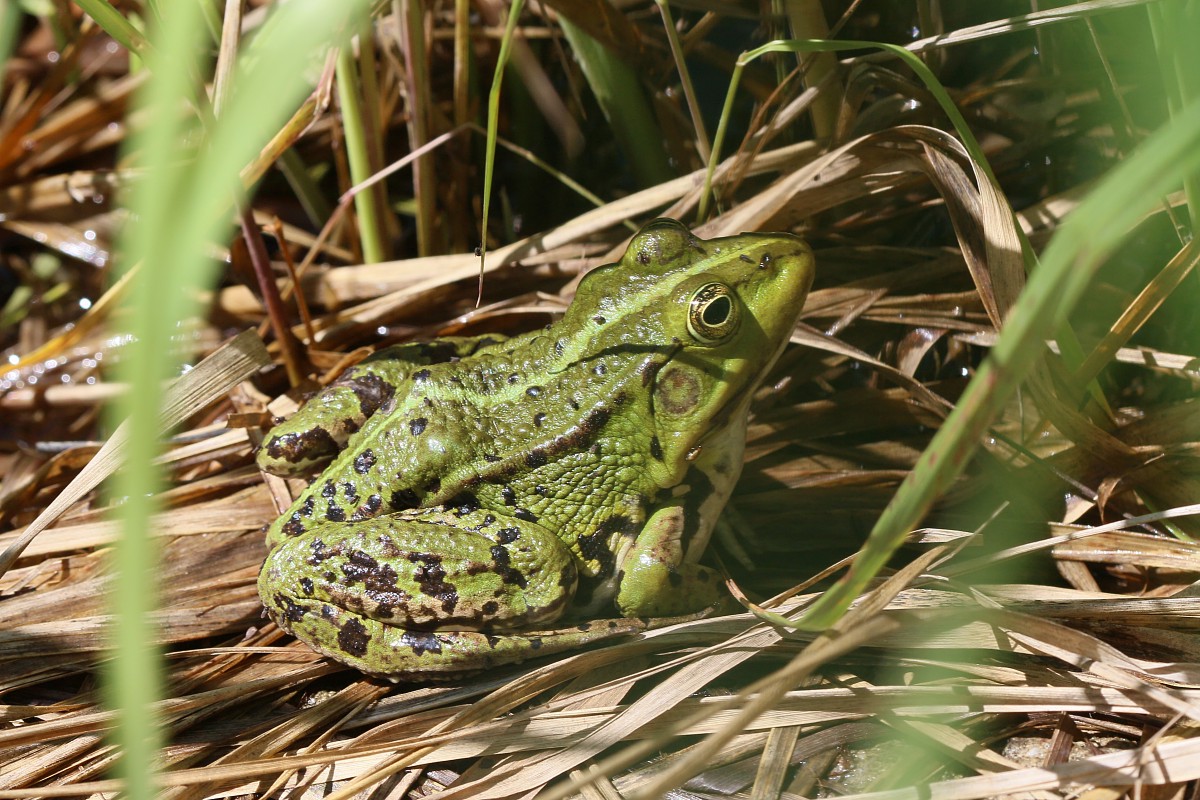 Żaba
[i]Pelophylax sp., syn. Rana sp.[/l]
Słowa kluczowe: żaba,zielony,płaz