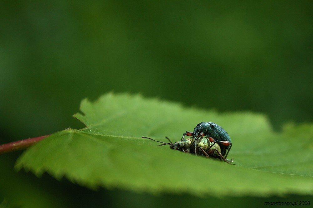Sex na zielonym łożu
Słowa kluczowe: owad,chrząszcz
