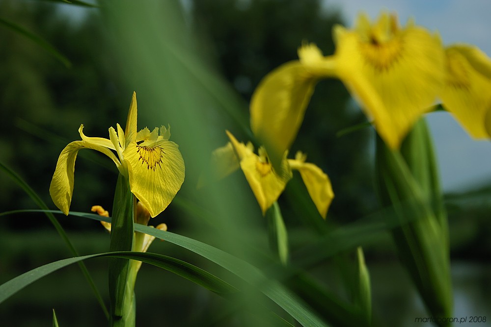 Kosaciec żółty
[i]Iris pseudacorus[/i]
Słowa kluczowe: kwiat,żółty