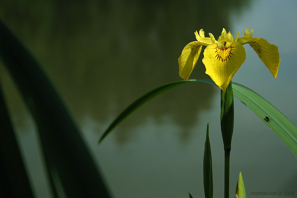 Kosaciec żółty
[i]Iris pseudacorus[/i]
Słowa kluczowe: kwiat,żółty