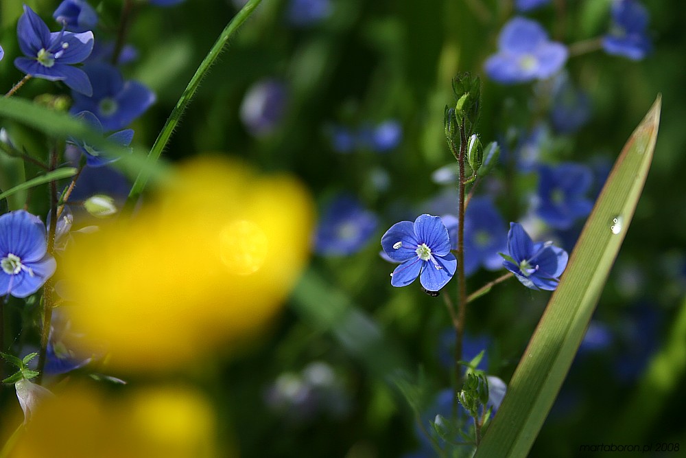 blue
Słowa kluczowe: kwiat,żółty,niebieski