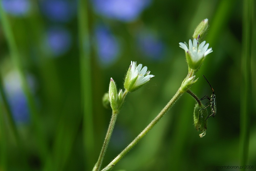 Z hymenopterą
Słowa kluczowe: kwiat,biały,owad,pluskwiak