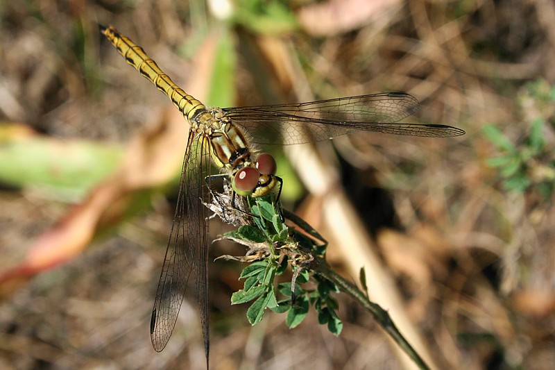 Szablak zwykły, samica
[i]Sympetrum vulgatum[/i]
Wigierski Park Narodowy, 2006
Słowa kluczowe: owad,ważka