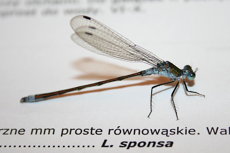 Pałątka pospolita, samiec
[i]Lestes sponsa[/i]
Wigierski Park Narodowy, 2006
Słowa kluczowe: owad,ważka