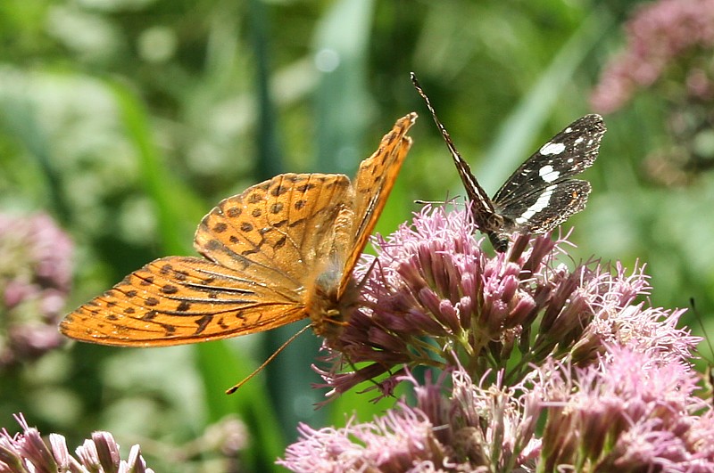 Dostojka malinowiec i rusałka kratkowiec
[i]Argynnis paphia et Araschna levana[/i]
Wigierski Park Narodowy, 2006
Słowa kluczowe: owad,motyl