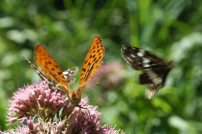 Dostojka malinowiec i rusałka kratkowiec
[i]Argynnis paphia et Araschna levana[/i]
Wigierski Park Narodowy, 2006
Słowa kluczowe: owad,motyl