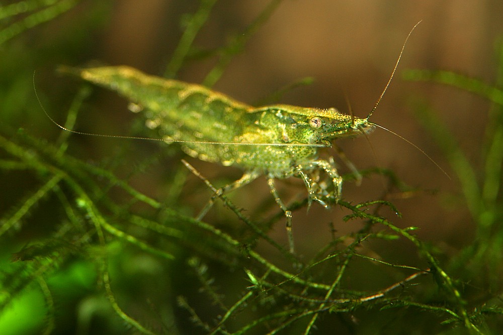 Dark Green Shrimp
[i] Caridina sp[/i]
Akwarium, ZOO Wrocław
Słowa kluczowe: ryba