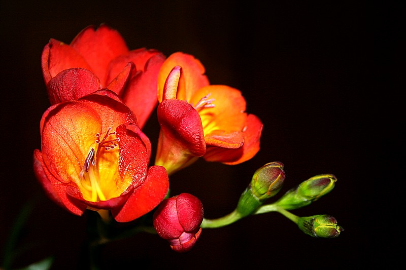 Namiętności...
Słowa kluczowe: kwiat,czerwony