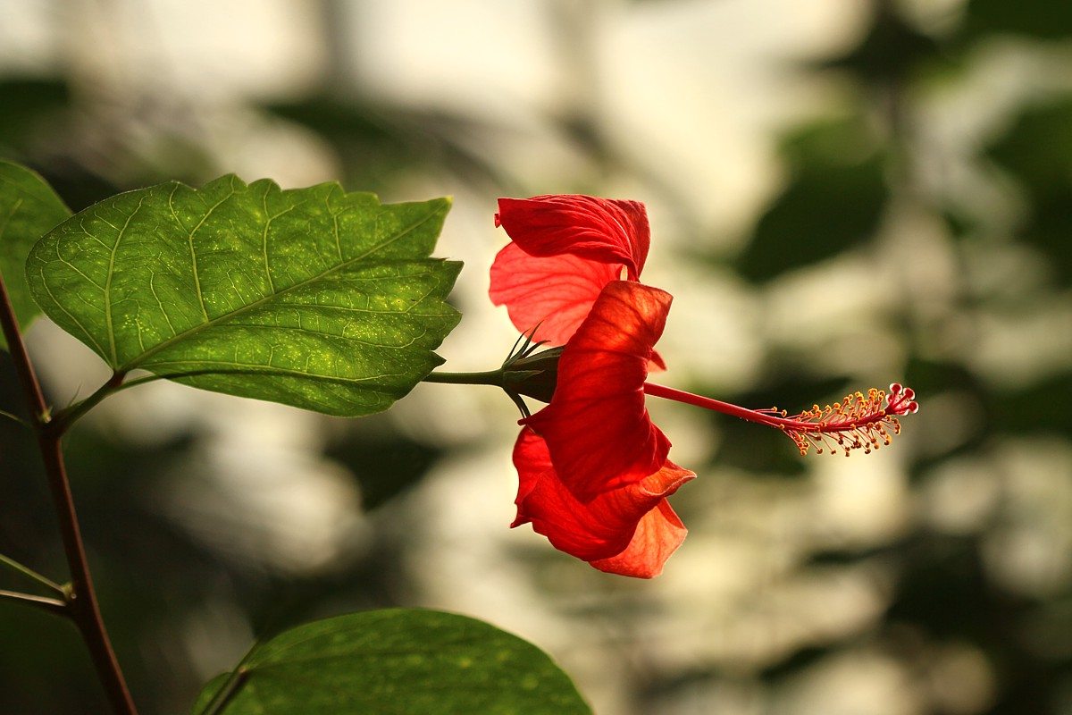 Kwia hibiskusa
Palmiarnia Gliwice 2014
Słowa kluczowe: czerwony,kwiat