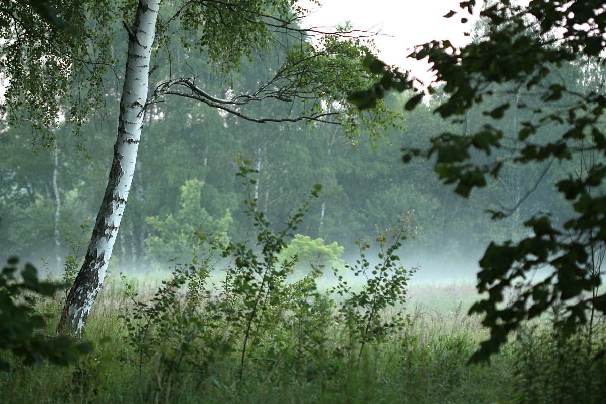 Mglisty poranek na łące
Słowa kluczowe: zielony,mgła,łąka