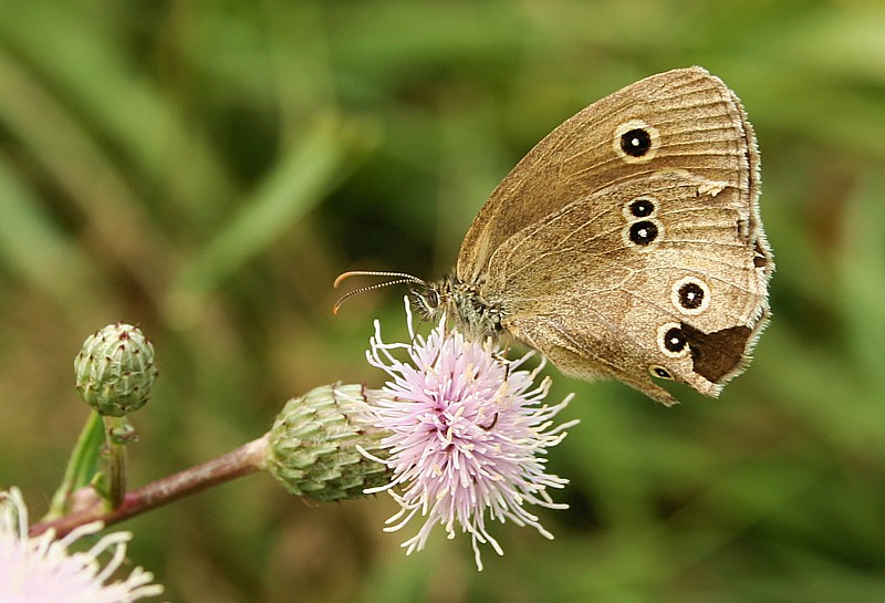 Przestrojnik trawnik
[i]Aphantopus hyperantus[/i]
Słowa kluczowe: motyl,owad