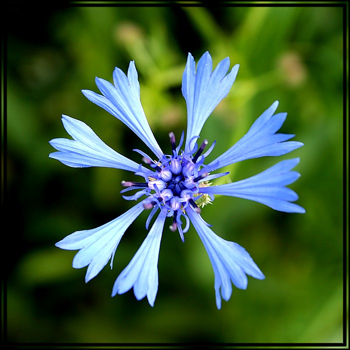 Chaber bławatek
[i]Centaurea cyanus[/i]
Słowa kluczowe: kwiat,niebieski