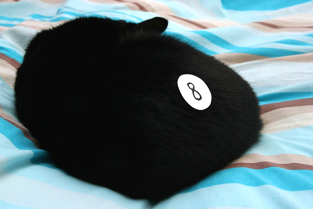Kula bilardowa
Czarna ósemka śpi ;)
Słowa kluczowe: czarny,kot