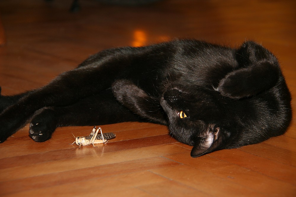 Czarny kot
Spotkawszy największego robala w swoim życiu :)
Słowa kluczowe: kot,czarny