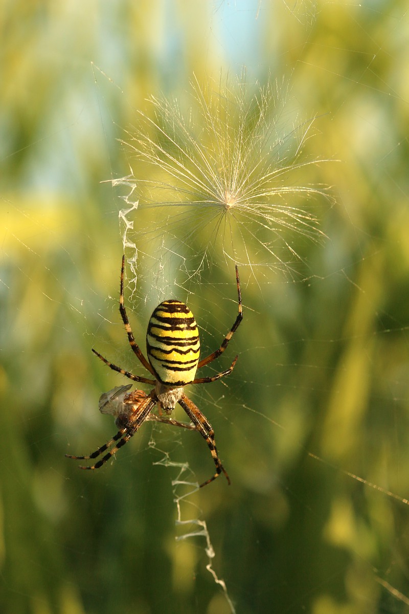 Tygrzyk paskowany, samica
[i]Argiope bruennichi[/i]
Sierpień 2017
Słowa kluczowe: pająk,żółty