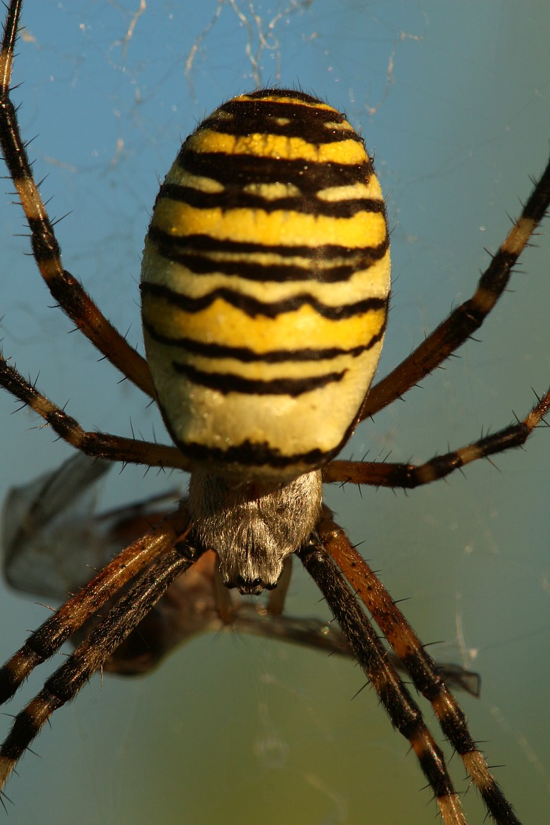 Tygrzyk paskowany, samica
[i]Argiope bruennichi[/i]
Sierpień 2017
Słowa kluczowe: pająk,żółty