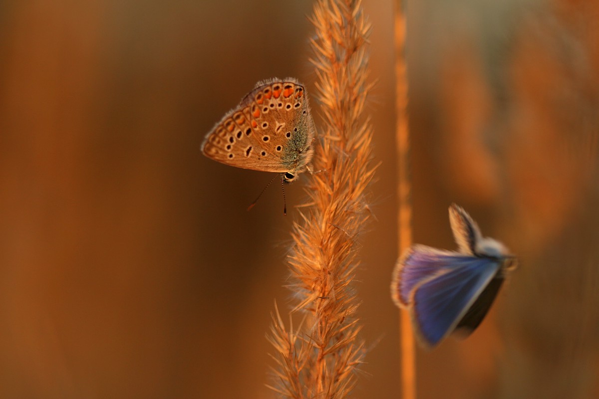 Modraszki
Sierpień 2017
Słowa kluczowe: owad,motyl,pomarańczowy,niebieski