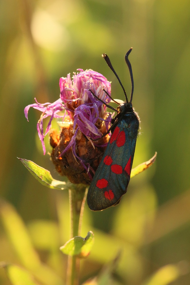 Kraśnik
[i]Zygaena sp.[/i]
Słowa kluczowe: owad,motyl,czerwony