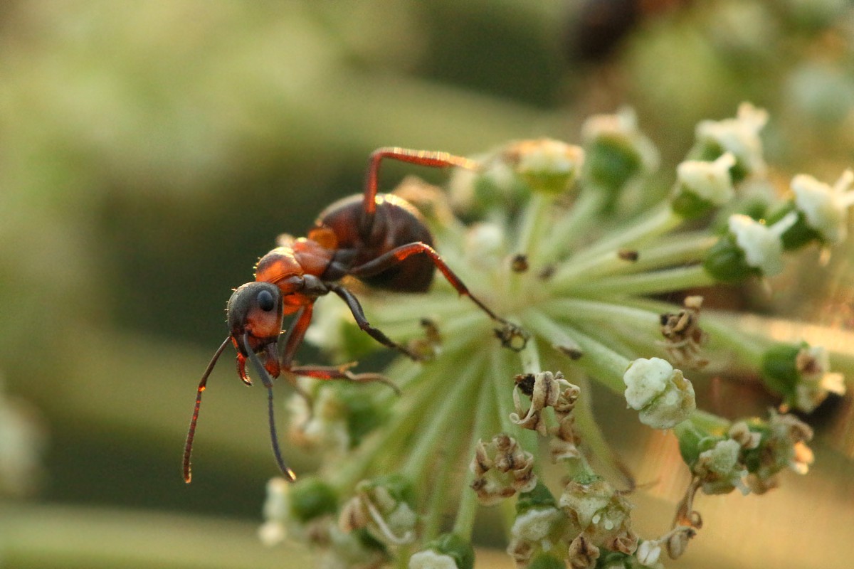 Mrówka na baldaszku
Słowa kluczowe: owad,mrówka