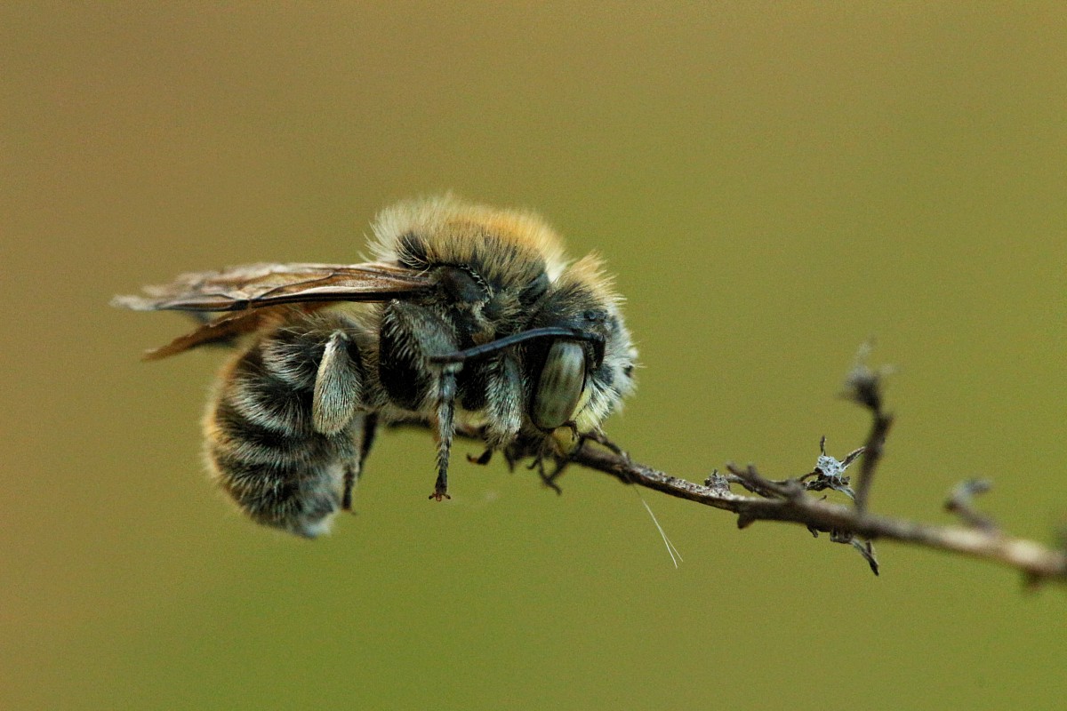 Miesierka lucernówka
[i]Megachile rotundata[/i]
Dzika pszczoła samotna
Słowa kluczowe: owad,pszczoła,zielony
