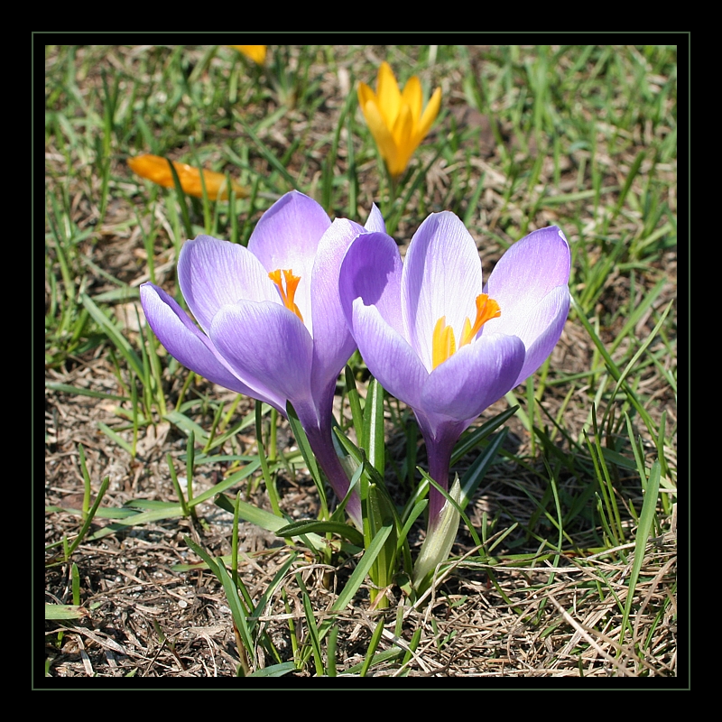 Krokusy
Słowa kluczowe: kwiat,fioletowy,wiosna