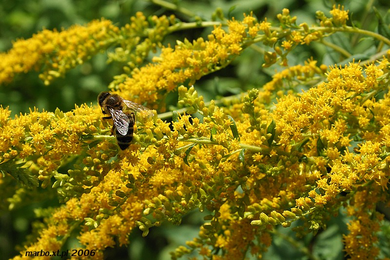 "Złota rózga" i pszczoła midna
[i]Solidago sp.[/i] et [i]Apis mellifica[/i]
Słowa kluczowe: owad,kwiat,żółty,pszczoła