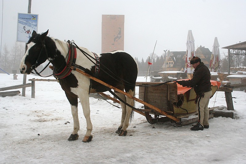 Koń i sanie
Zakopane 2005, Gubałówka
Słowa kluczowe: zima,koń