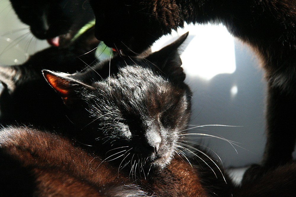 Kocie czułości
Słowa kluczowe: kot,czarny