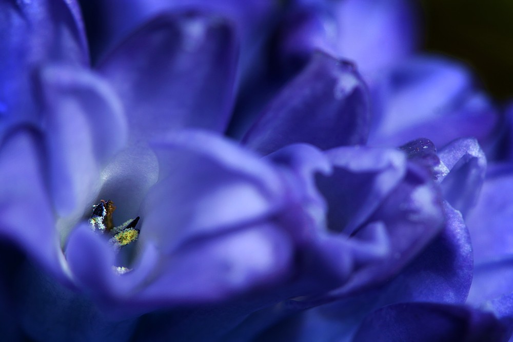 Kwiatowe impresje - niebieski
Hiacynt
Słowa kluczowe: kwiat,niebieski