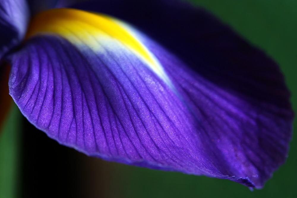Kwiatowe impresje - fiolet
Kosaciec
Słowa kluczowe: kwiat,fioletowy