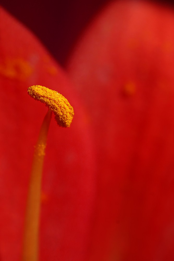 Kwiatowe impresje - czerwień
Tulipan
Słowa kluczowe: kwiat,czerwony