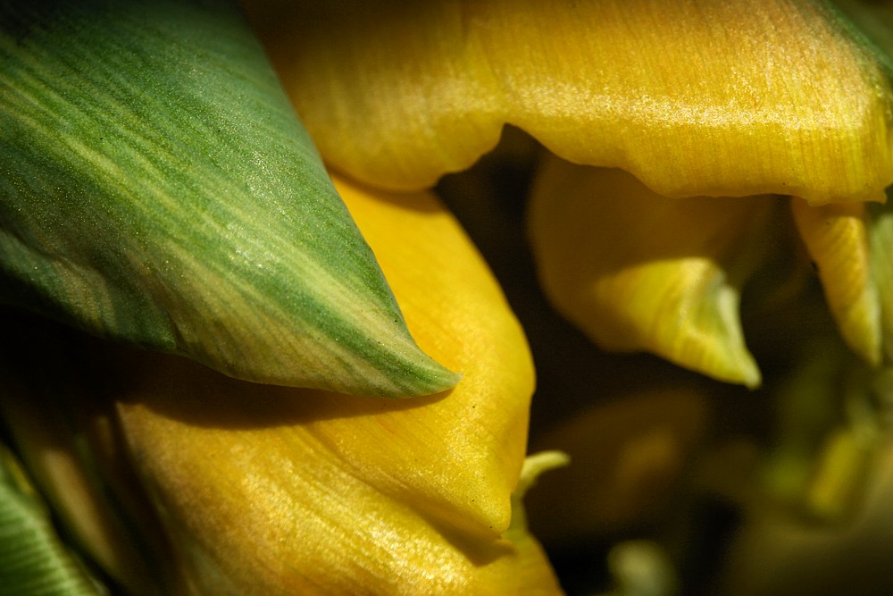 Kwiatowe impresje - żółty
Tulipan
Słowa kluczowe: kwiat,żółty