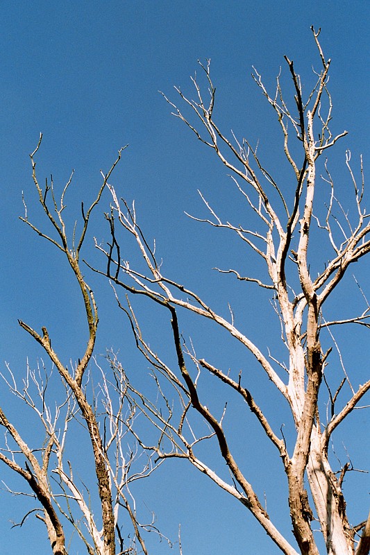 Martwe drzewo
Słowa kluczowe: zima,niebieski