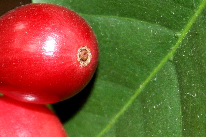 Owoce kawy
Słowa kluczowe: owoc,czerwony,liść