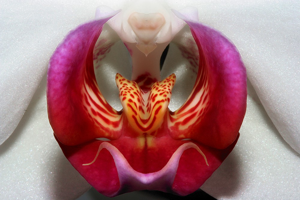 Storczyk
[i]Phalaenopsis sp.[/i]
Słowa kluczowe: kwiat,biały,fioletowy