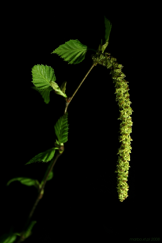 Brzoza - [i]Betula pendula[/i]
Kwiat żeński
Słowa kluczowe: liść,zielony,kwiat