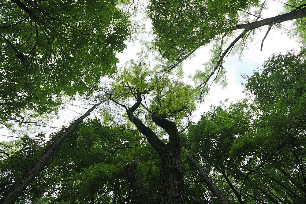 Korony drzew
Słowa kluczowe: zielony,las
