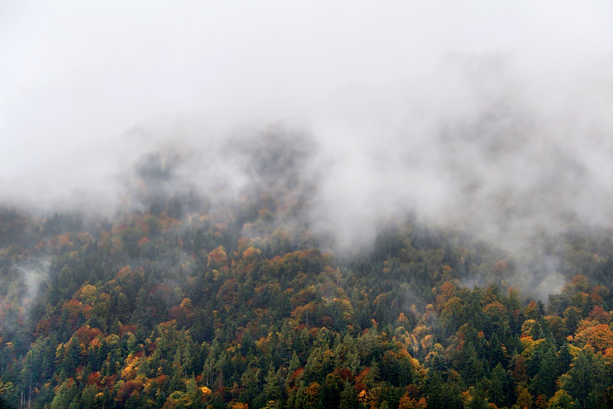 Mglisty las
Austria 2017
Słowa kluczowe: las,mgła,jesień