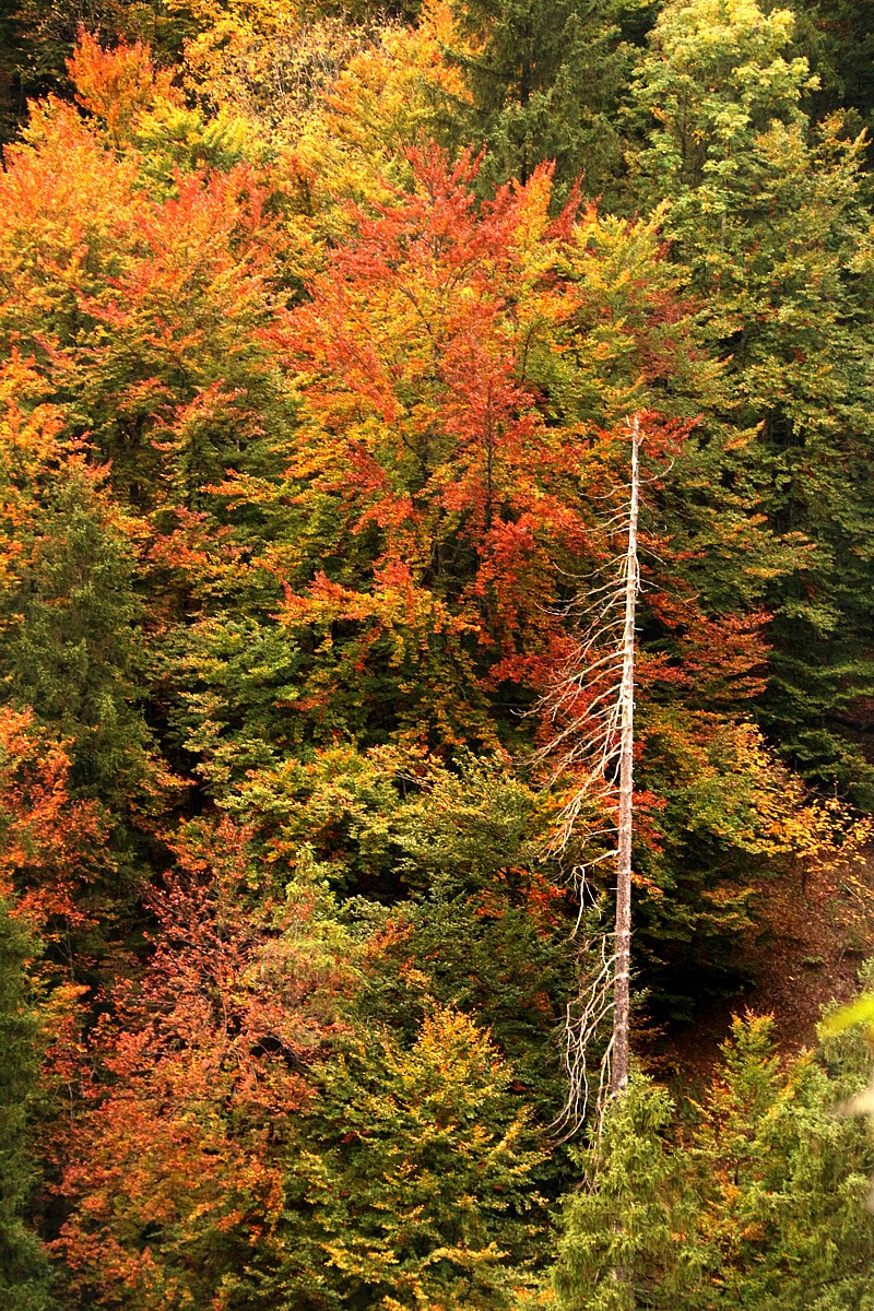 Jesienny las
Austria 2017
Słowa kluczowe: las,jesień