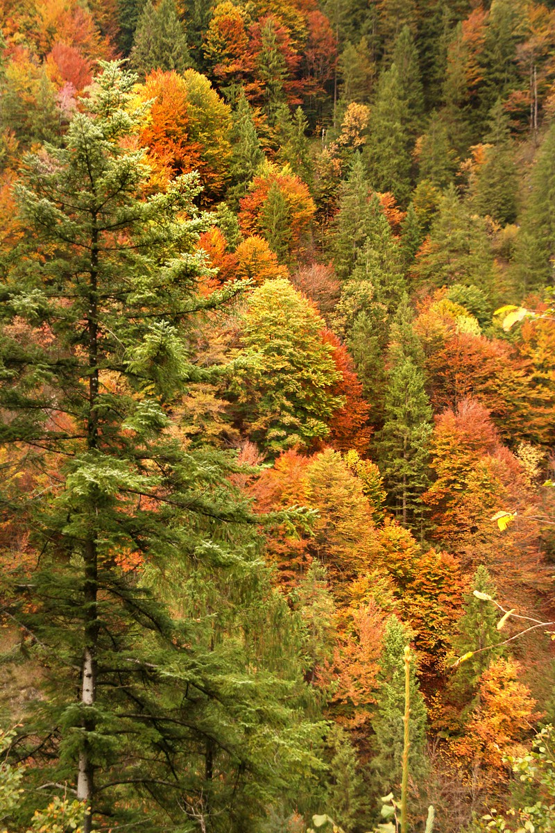 Jesienny las
Austria 2017
Słowa kluczowe: las,jesień