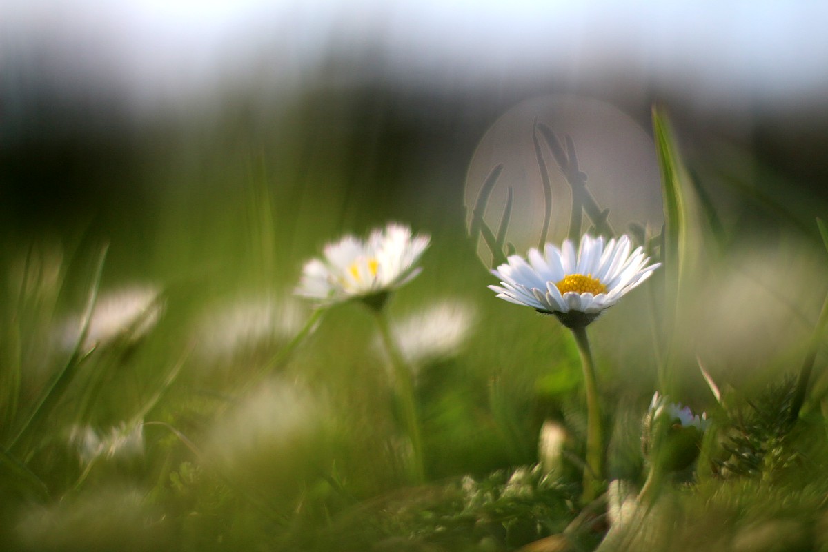Stokrotka w błysku słońca
Canon 50 mm f/1.8 EF STM
Słowa kluczowe: kwiat,biały,bokeh
