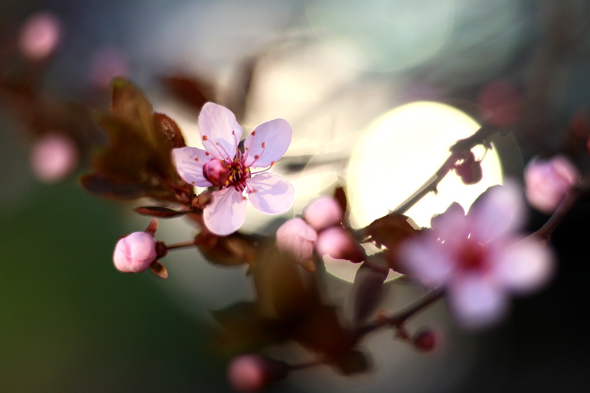 Kwiaty w błysku słońca
Canon 50 mm f/1.8 EF STM
Słowa kluczowe: kwiat,słońce,bokeh