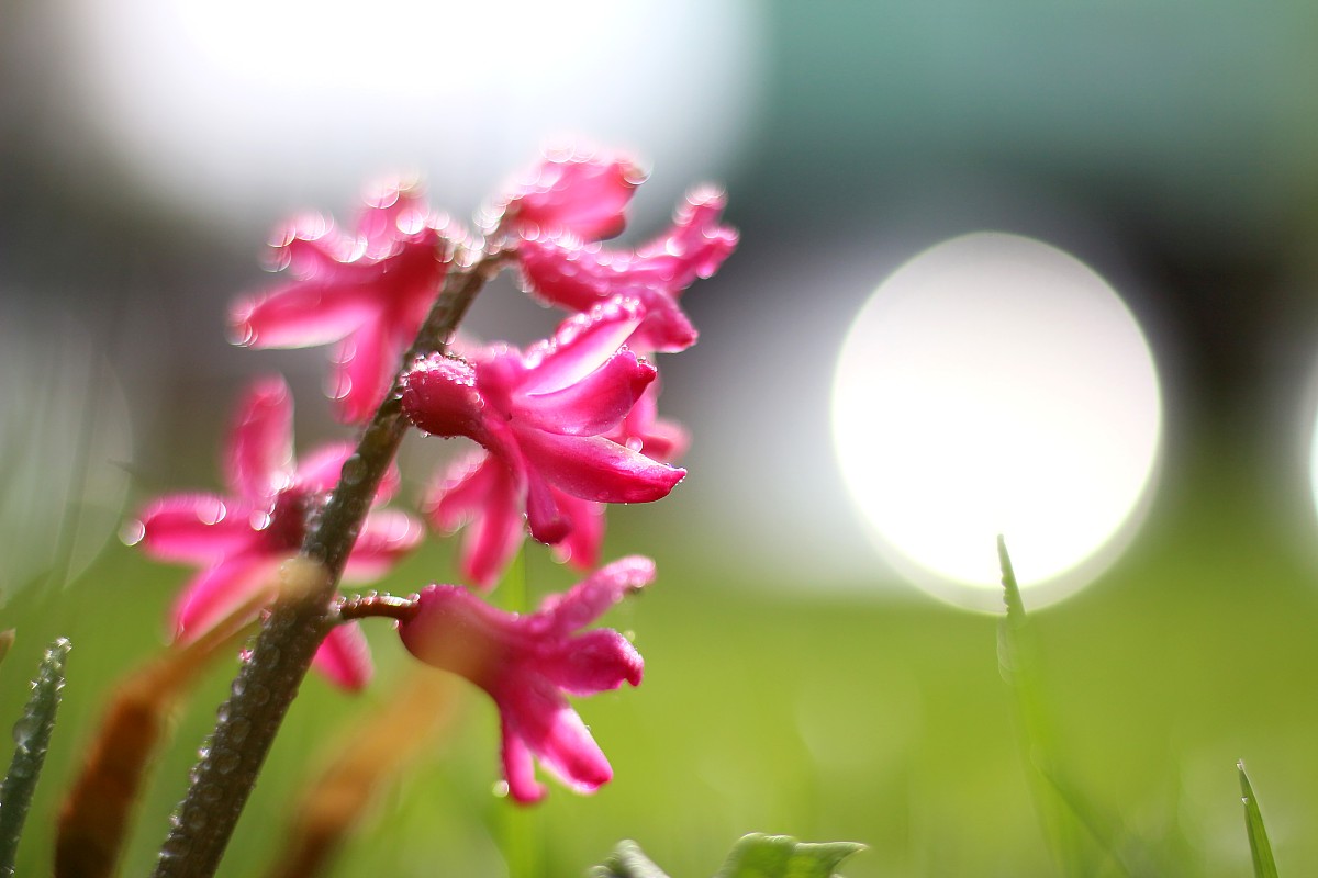 Hiacynt z błyskiem slońca
Canon 50 mm f/1.8 EF STM
Słowa kluczowe: kwiat,różowy,bokeh