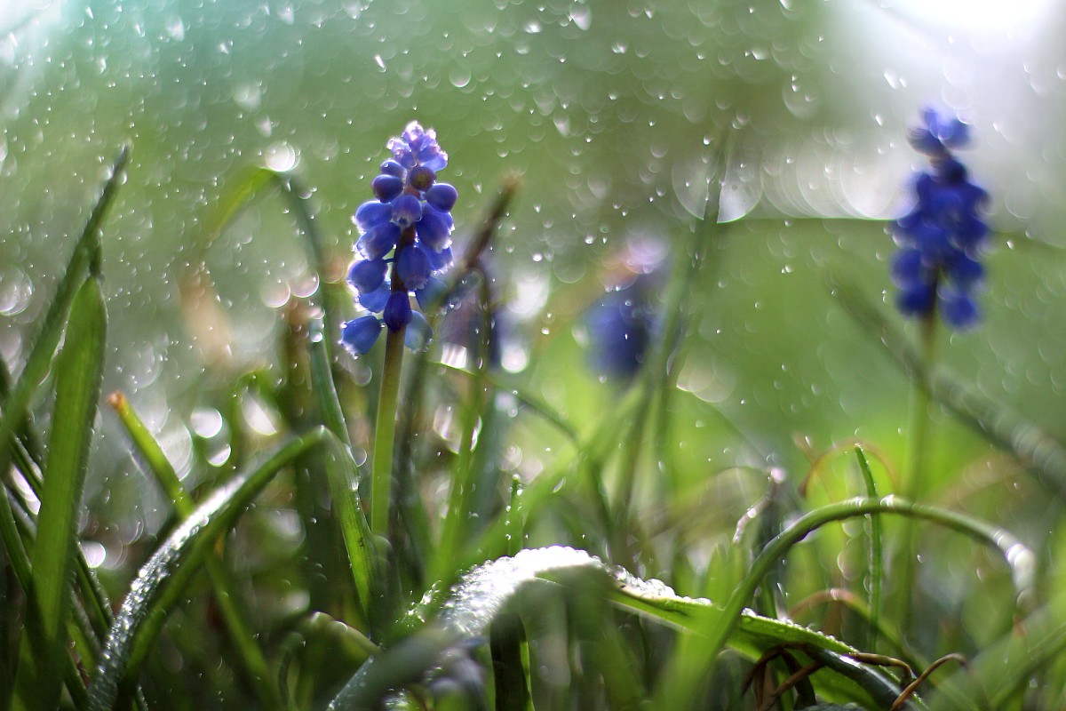 Szafirki w porannej rosie
Canon 50 mm f/1.8 EF STM
Słowa kluczowe: kwiat,niebieski,bokeh
