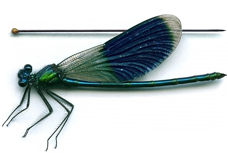 Świtezianka błyszcząca, samiec
Słowa kluczowe: owad,ważka,niebieski