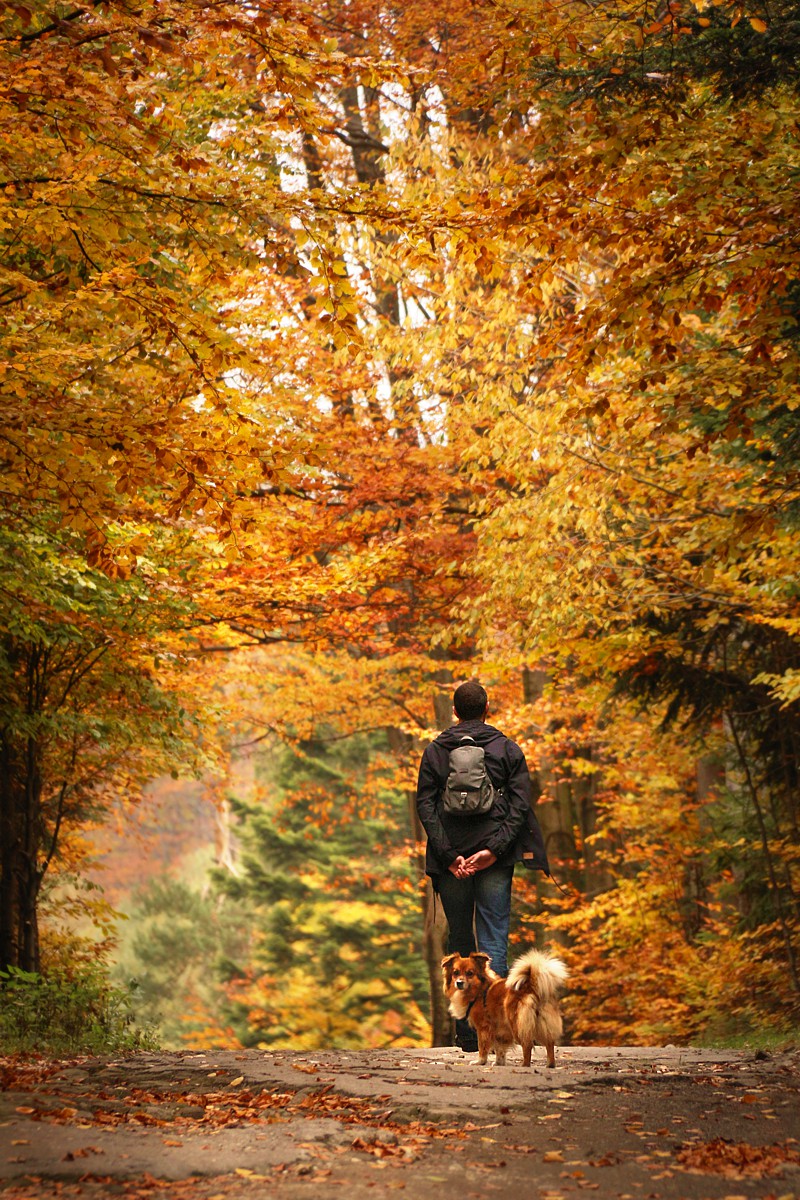 Spacer jesiennym lasem
Chrobacza Łąka, 2017
Słowa kluczowe: las,brązowy,żółty,pies