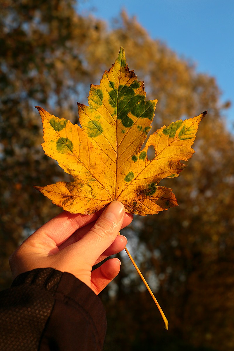 Jesienny liść
Słowa kluczowe: liść,żółty