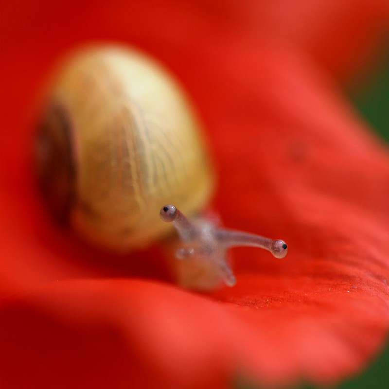 Zakręcony w maku
Słowa kluczowe: czerwony,kwiat,ślimak