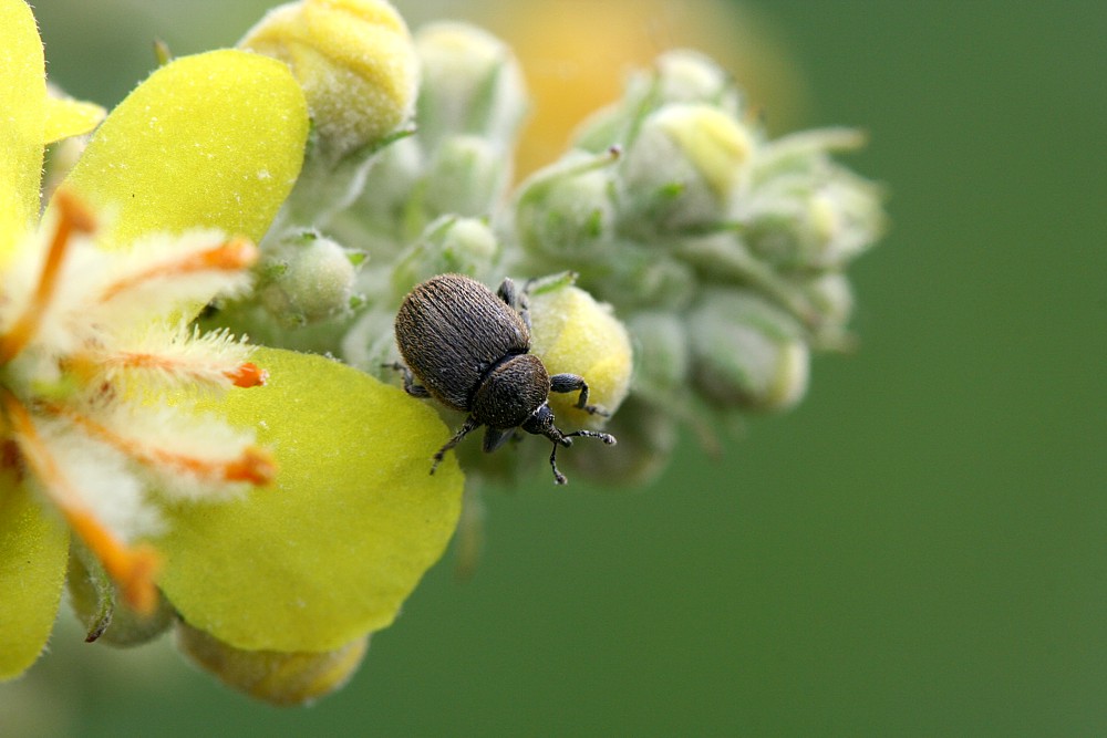 Dziewanna z ryjkowcem
[i]Verbascum sp.[/i]
Słowa kluczowe: chrząszcz,owad,kwiat,żółty