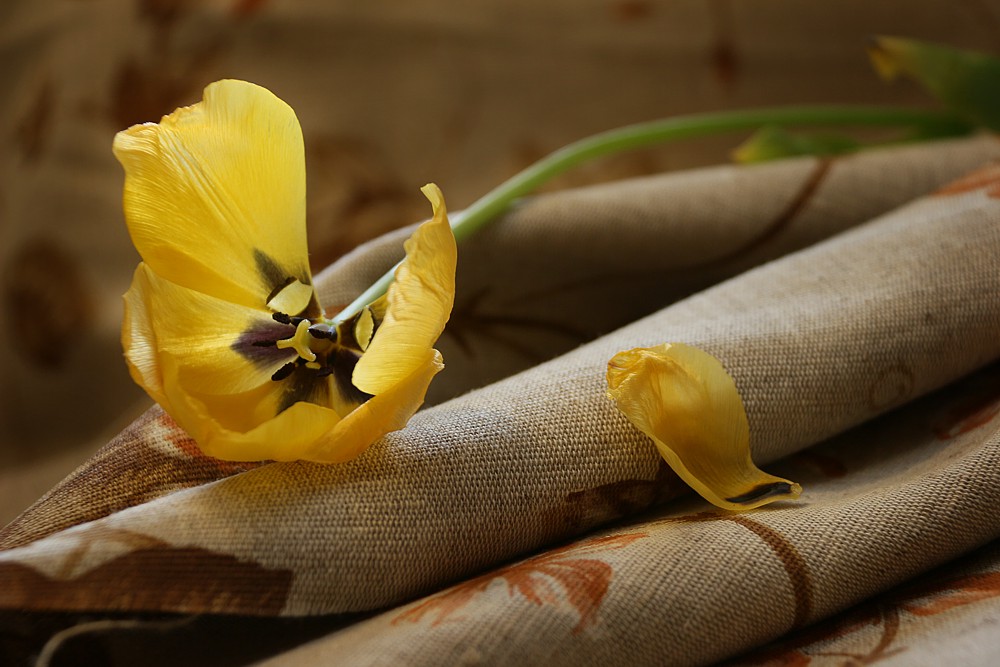 Tulipan
Słowa kluczowe: żółty,kwiat